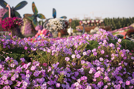 迪拜奇迹花园娱乐花坛房子植物旅行景点车轮安装植物群植物学图片