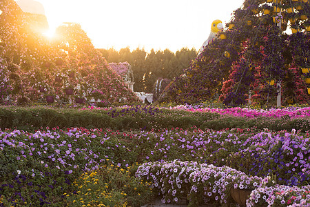 迪拜奇迹花园植物群安装公园植物建筑学旅行场景房子街道花坛图片