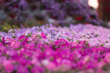 迪拜奇迹花园房子植物群花坛景点植物学街道植物安装旅行车轮图片