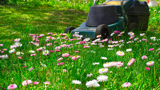 在草坪上献出白金花和粉红春花园林工具园艺灌溉绿化刀具技术割草机园丁植物背景