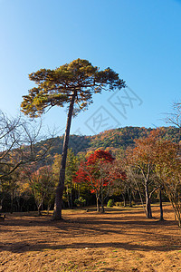 在日本京都秋天的林山 美丽的大自然阳光地标旅行森林场景吸引力旅游太阳公园大街图片