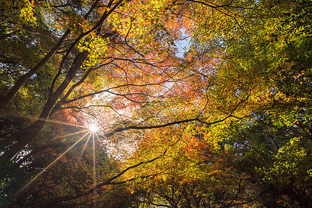 在日本京都秋天的林山 美丽的大自然观光旅游场景阳光季节首都旅行公园丘陵地标图片
