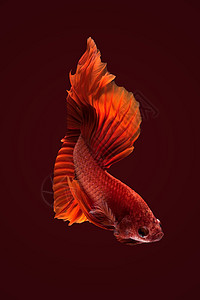 特写Betta鱼的艺术运动 赛亚米人打鱼的背景图片
