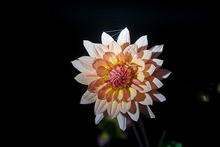 美丽的大丽花花花朵生长菊花紫色宏观花园植物雏菊植物学植物群图片