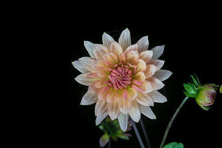 美丽的大丽花花生长花园花朵菊花宏观植物学雏菊植物花瓣植物群图片