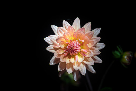 美丽的大丽花花植物群菊花植物学花瓣生长花朵花园雏菊植物宏观图片