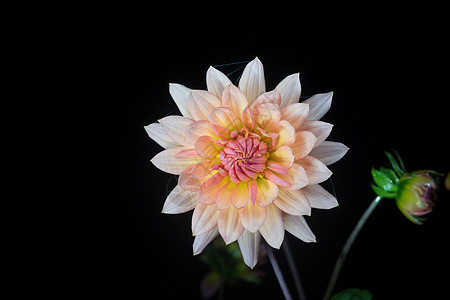 美丽的大丽花花生长植物花园紫色植物群宏观植物学雏菊菊花花朵图片