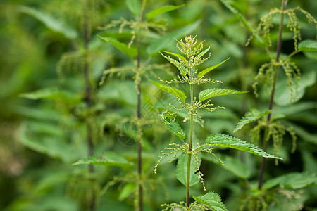 自然本底净织物衬套草地荨麻疹植物草本植物花园植物学植物群宏观荒野图片