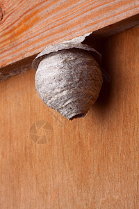 黄蜂的巢栖息地构造圆顶荒野蜂巢害虫危险住所入口昆虫图片