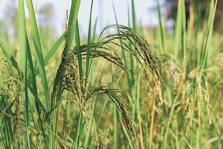 大米耳朵开始变黄 期待收割日的到来 掌声材料种植场地田野秸秆稻穗丰收收成农作物金黄色图片