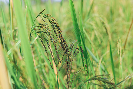 大米耳朵开始变黄 期待收割日的到来 掌声花园收成农场农作物秸秆稻田丰收田野植物种植图片