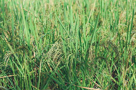 大米耳朵开始变黄 期待收割日的到来 掌声生长绿色秸秆花园密封稻穗节日稻田丰收粮食图片