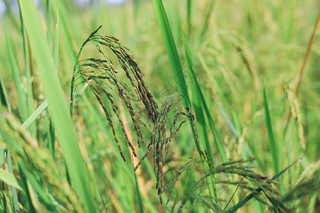 大米耳朵开始变黄 期待收割日的到来 掌声背景稻穗节日丰收秸秆种植绿色粮食节气生长图片