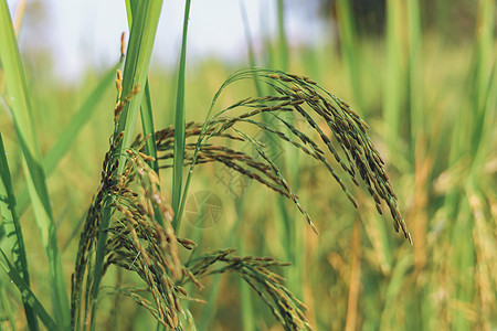 大米耳朵开始变黄 期待收割日的到来 掌声金黄色稻田粮食食物田野丰收场地生长绿色节气图片