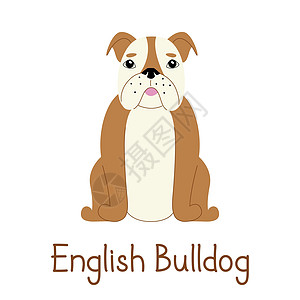 白色背景的英语斗牛犬动物打印小狗宠物插图姿势犬类棕色海报卡通片图片