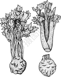 芹菜手绘矢量图 素描风格的蔬菜 详细的素食绘图 农贸市场产品打印花园农场食物潮人市场艺术烹饪沙拉芹菜图片