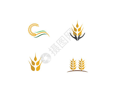 小麦矢量图标它制作图案玉米燕麦面包农场质量市场种子生长谷物饮食图片