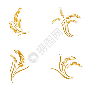 小麦矢量图标插画设计种子生长面粉农场插图食物农业标签麸质质量图片