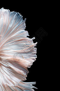 Betta鱼或Siamese鱼在黑色背景中分离的赛马打架鱼移动尾巴的抽象精美艺术小飞象奢华裙子生物学水族馆运动步伐野生动物热带火图片