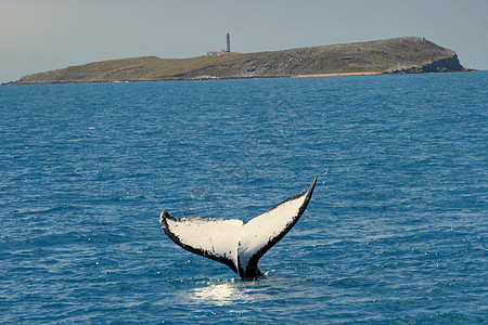 亚布罗霍斯的座头鲸自然保护区海洋捕鲸环境海洋生物鲸鱼大头移民哺乳动物鱼种图片