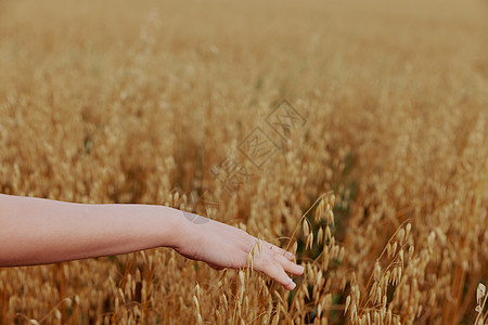 农村小麦作物种植未经改变的田间小麦作物图片