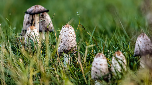 在绿草的森林里密闭着蘑菇房图片