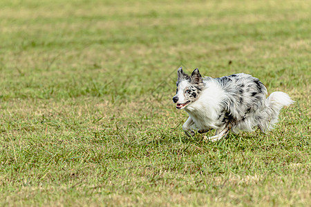 边疆狗在野外跑来跑去 追逐诱饵犬类院子公园运动员游戏竞赛赛车活力草地农村图片
