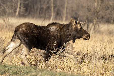 野生帕蕊穆斯棕色野生动物驼鹿草原哺乳动物草地森林荒野图片