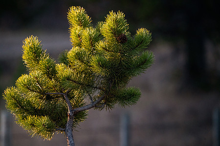 特写松木笔松树季节植物群绿色树枝松果植物小枝图片