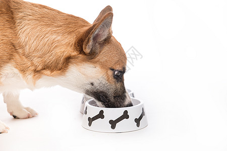 可爱的狗吃食物小狗牧羊犬宠物犬类成人动物女士图片