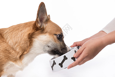 可爱的狗吃食物 喂饱饿肚子的培姆布罗克果汁动物生活宠物黄色犬类图片