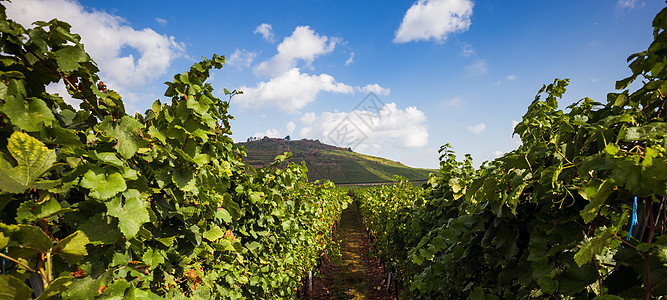 葡萄酒庄法国Alsace葡萄酒街上的养殖场农村酒路背景