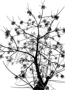 野生冬树双光影矢量环境黑色森林叶子绘画绿色木头树干公园松树图片