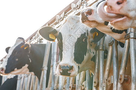农场上黑白斑点的奶牛黑色牛肉挤奶工农业摊位家畜品种喇叭哺乳动物畜牧业图片