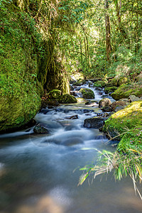 哥斯达黎加圣赫拉尔多德多塔环境公园丛林运动远足流动风景叶子旅行岩石图片
