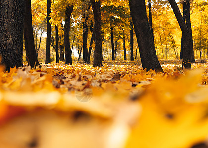 秋天晴朗的风景 通往黄色森林的路 在阳光明媚的 10 月一天 秋天的树木公园和落在公园地上的秋叶 设计模板小路环境季节橙子场景旅图片