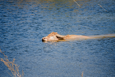 一只白化水牛在沼泽里游泳农场农业喇叭荒野乐趣野生动物文化食物农村牛肉图片