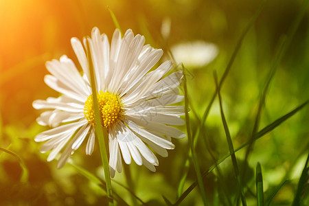 夏月风景 夏季自然背景 草原上有美丽的雏菊 阳光下的恰米米尔花朵农场草本植物生长甘菊土地洋甘菊蓝色场地草地生物图片