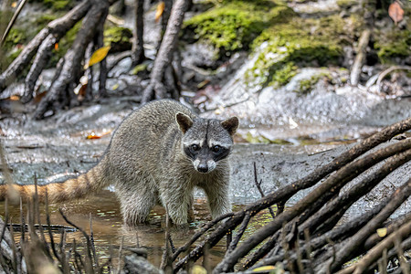 食螃蟹浣熊或南美浣熊 库鲁野生动物保护区 哥斯达黎加野生生物图片