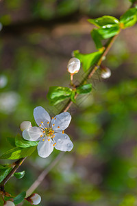 樱桃枝和白花 在明亮 模糊的垂直绿色背景上 春情图片