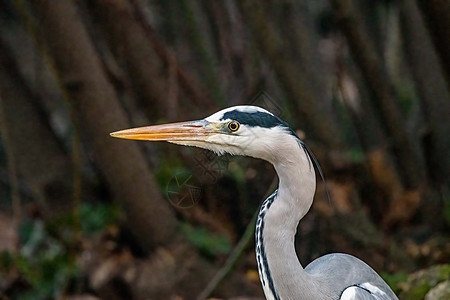 灰色的长袍游戏食物码头岩石蓝色羽毛鸟类沼泽野生动物芦苇图片