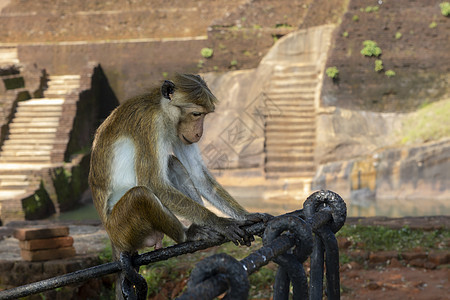 斯里兰卡 西吉里亚 狮子石 一只可爱的猴子坐在篱笆上图片