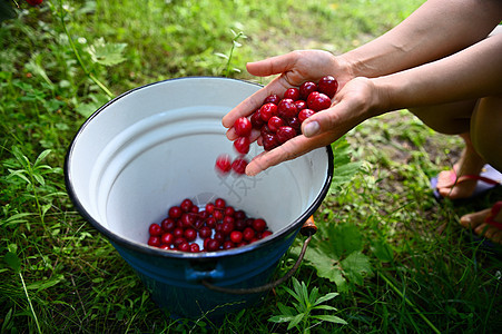 专注女性双手在蓝色金属桶里扔樱桃莓 近身切除 樱桃收获图片