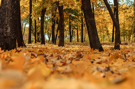 秋天晴朗的风景 通往黄色森林的路 在阳光明媚的 10 月一天 秋天的树木公园和落在公园地上的秋叶 设计模板季节旅行树木旅游环境叶图片