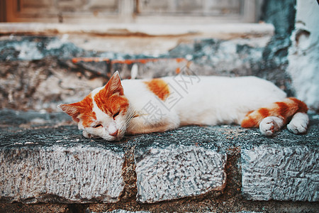 一只有橙色斑点的白猫睡在一座老房子的石门上头发农村房子地面毛皮猫咪睡眠荒野临界点宠物图片