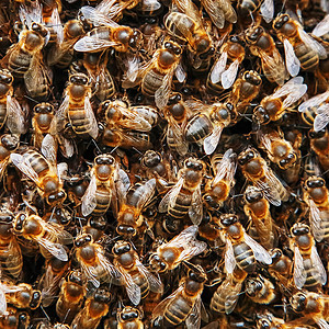 蜂巢上有一群蜜蜂 许多蜜蜂以纹理接近的形式出现 宏昆虫绘画塑料职业养蜂人幼虫动物食物梳子工人图片