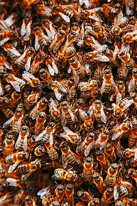 蜂巢上有一群蜜蜂 许多蜜蜂以纹理接近的形式出现 宏蜂蜜职业建筑幼虫工人细胞养蜂人蜂蜡食物殖民地图片