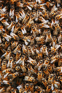 蜂巢上有一群蜜蜂 许多蜜蜂以纹理接近的形式出现 宏绘画塑料职业动物养蜂业框架养蜂人蜂蜜蜂蜡建筑图片