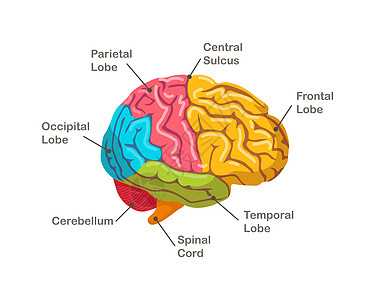 人体大脑的部位 解剖学 器官侧视线图片