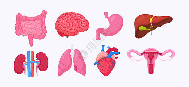 人体内部器官 脑 肠 心 肺 肾 胆囊 胃 肝 女性生殖系统 卵巢 子宫 子宫的解剖医生动脉肾脏药品尿液静脉外科手术疾病生理图片